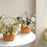 Willow Rattan Bride Flower Basket Picnic Container with Handle Bowknot Flower Basket Hand-Woven Picnic Weaving Basket
