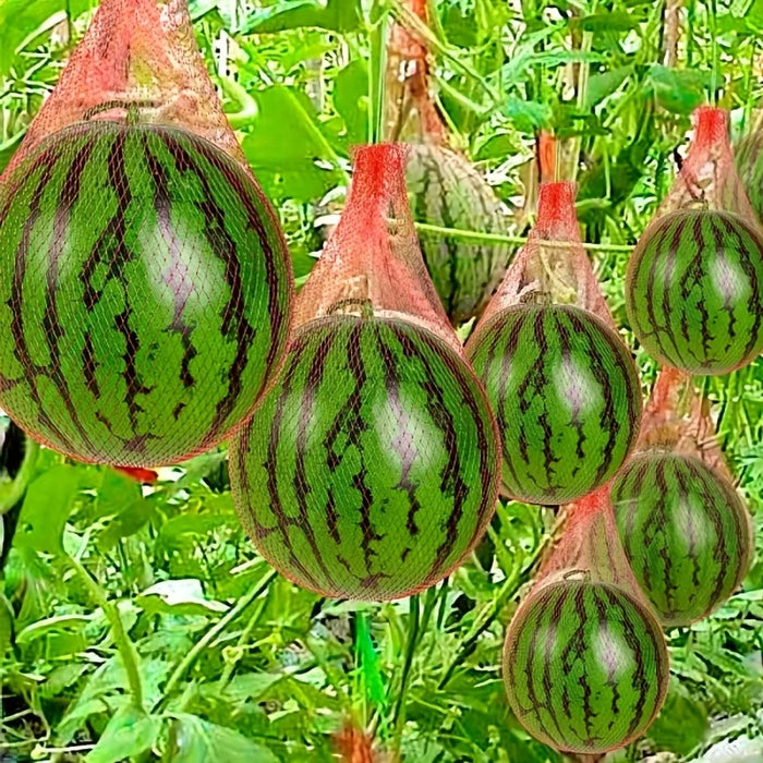 100 Pieces Heavy Duty Plastic Garden Protection Netting Non Electric for Vertical Planting Watermelon Melon Hammock with Straps